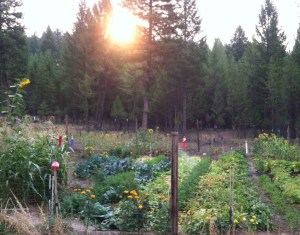 Mike's Green Organic Garden Sunrise